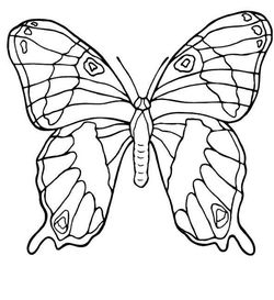 salony-motyli-butterfly1